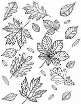 Coloring Leaves Autumn Pages Fall Supercoloring Leaf Printable Kids Nature Categories Sheets sketch template