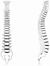 Human Bones Spine Spinal Cord Backbone Coloring Paintingvalley Vertebrae Diagrams sketch template