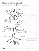Plant Parts Coloring Color Label Grade Printable Worksheets Activities Pages Kindergarten Activity Flowering Cleverlearner Labelled Flower Kids Sheets First Esteem sketch template