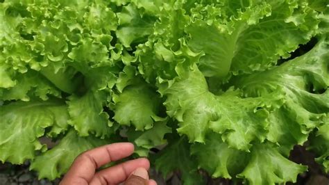 lettuce batavia sementel bejo seed youtube