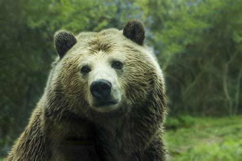grizzly bear   wild image  stock photo public domain photo cc images