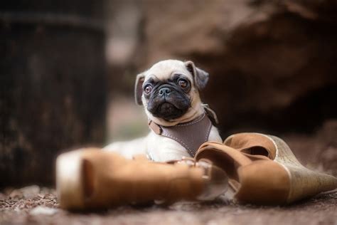 cool pug wallpapers pug wallpapers dog cute puppy background  bonded ways   dogs