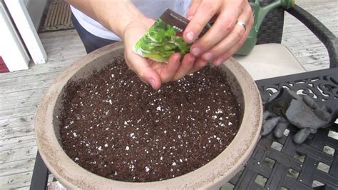 plant cilantro  containers youtube