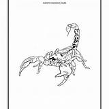 Scorpion Coloring Pages Cartoon Corduroy Printable Drawing Tail Scorpions Getdrawings Getcolorings Animals Desert Reptile sketch template