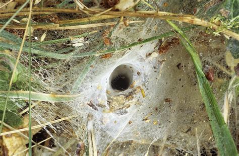 funnel web spider web stock image  science photo library