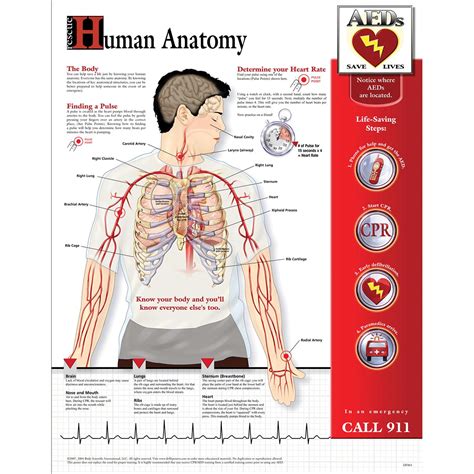human anatomy chart laminated  dfl bls  cpr accessories  scientific