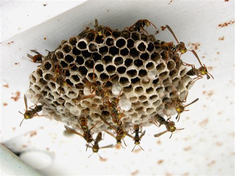 Paper Wasps In Wa And Their Control Agriculture And Food