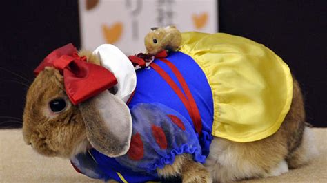 rabbits in costumes