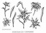 Tatouage Edelweiss Montagne sketch template
