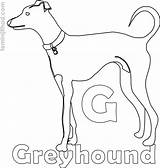 Greyhound Coloring Pages Getcolorings Kids sketch template