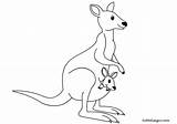 Canguro Cucciolo Kangaroo Wallaby Canguri Animali Tuttodisegni Mammals Kangaroos Ausmalen sketch template