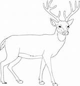 Coloring Moose Deer Pages Christmas Printable Print Mouse Kids Book Prek Animals Fish Sheets sketch template