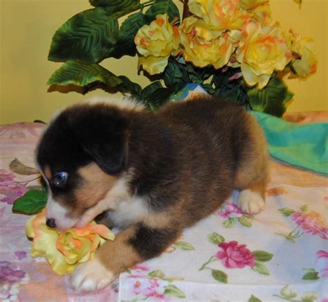 shamrock rose aussies exciting news shamrock rose and big ed s fireworks litter made their