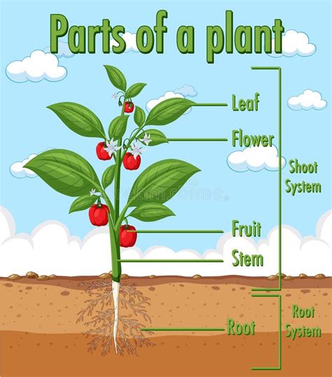 schema met de delen van een plant vector illustratie illustration  vrij artistiek