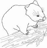 Wombat Wombats Wallaby Coloriages Dentistmitcham sketch template