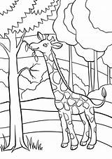 Coloring Giraffe Animals Pages Cute Little Eats Leaves категории все из раскраски Preview sketch template