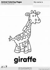 Giraffe Worksheets Flashcards Kangaroo sketch template