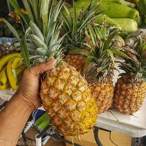 ripe pineapples  hawaii life
