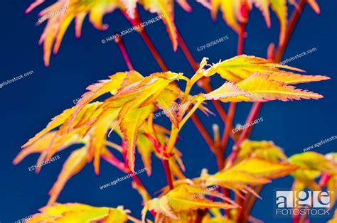 japanese maple stock photo picture   budget royalty  image