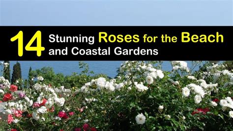 stunning roses   beach  coastal gardens