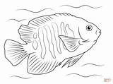 Coloring Flame Angelfish Pages Printable Fish Tropical Color Drawings Supercoloring Search Google Angel Drawing Paintings Ocean Visit Version Click Patterns sketch template