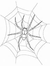 Coloring Web Spider Pages Print Getcolorings Printable sketch template