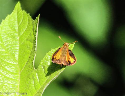A Little Orange Moth Photograph By William E Rogers