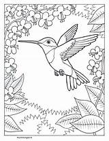 Hummingbird Coloring Popular sketch template