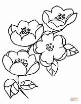 Blossom Peach Cherry Coloring Pages Japanese Drawing Getdrawings sketch template