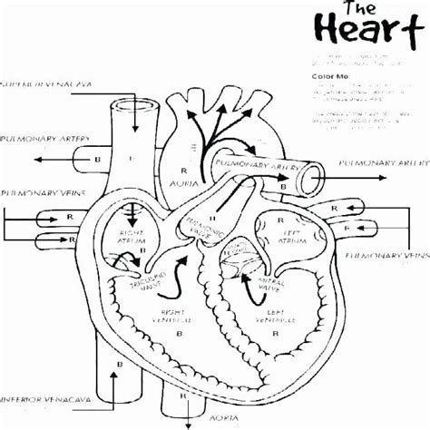printable heart anatomy coloring pages