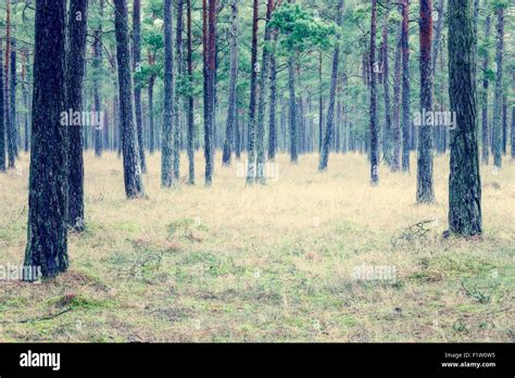 pine forest  faroe gotlands lan sweden stock photo alamy