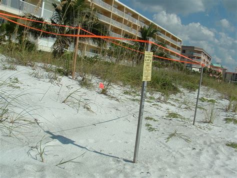 indian shores fl turtle nest on the beach photo picture image