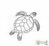 Turtle Sea Coloring Turtles Pages Color sketch template