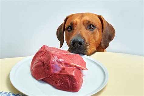 dogs eat meat happy samoyed
