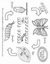 Printable Caterpillar Kindergarten Monarch Colouring Cycles Tsgos Bubakids sketch template