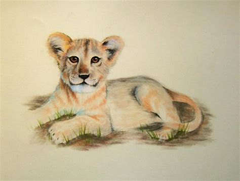 lion cub animals drawings pictures drawings ideas  kids easy