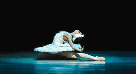 the dying swan 2014