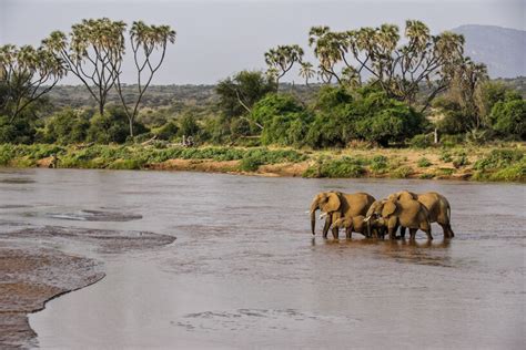 shaba national reserve kenya wildlife safari destinations