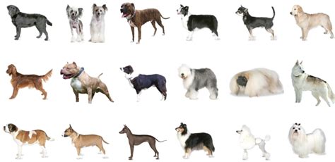 yougov revealed britains    loved dog breeds