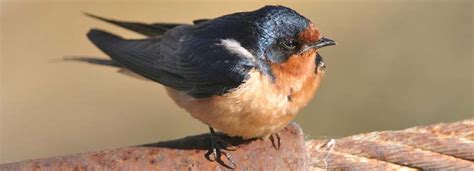 Monterey County Swallows