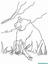Oso Beruang Mewarnai Kodiak Anak Pardo Urso Ours Realistic Selva Coloriage Vieil Hellokids Colorier Paud Tk Línea sketch template