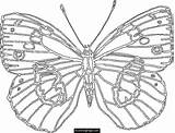 Coloring Butterfly Pages Kids Library Clipart sketch template