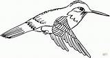 Hummingbird Coloring Pages Coloring4free Printable Flying Everfreecoloring Print sketch template