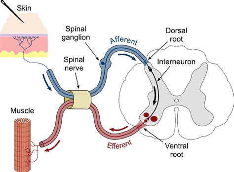 schematic representation   spinal reflex arc  pin   skin