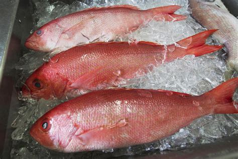 local red snapper      south carolina plate news