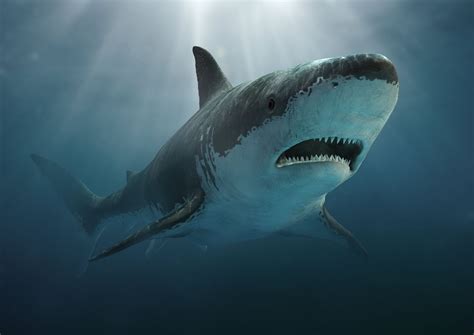 giant sharks  time madurodive blog