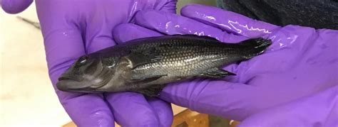 Microplastic Ingestion By The Black Sea Bass