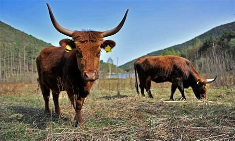 breeding  blog  horrible heck cattle