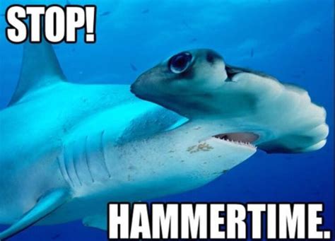Shark Puns Punpedia Shark Week Memes Shark Meme Shark Puns Shark