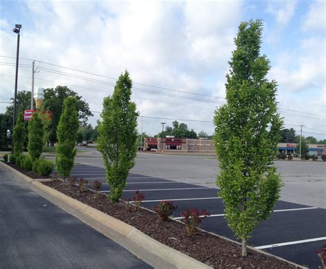 carpinus betulus common hornbeam european hornbeam north carolina